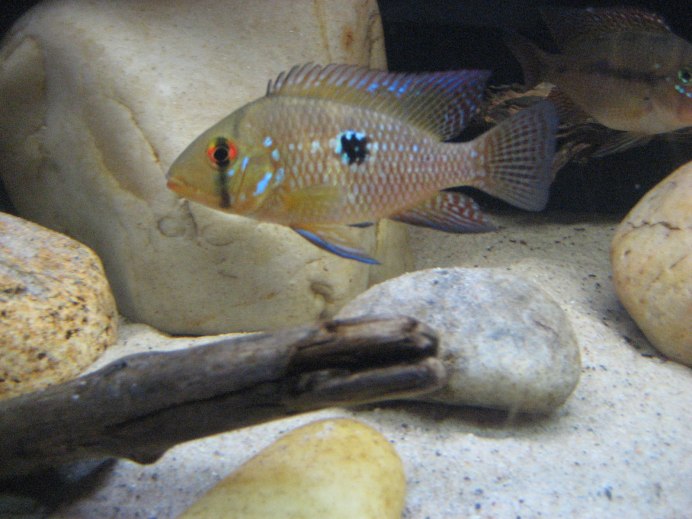 Геофагус Штайндахнера