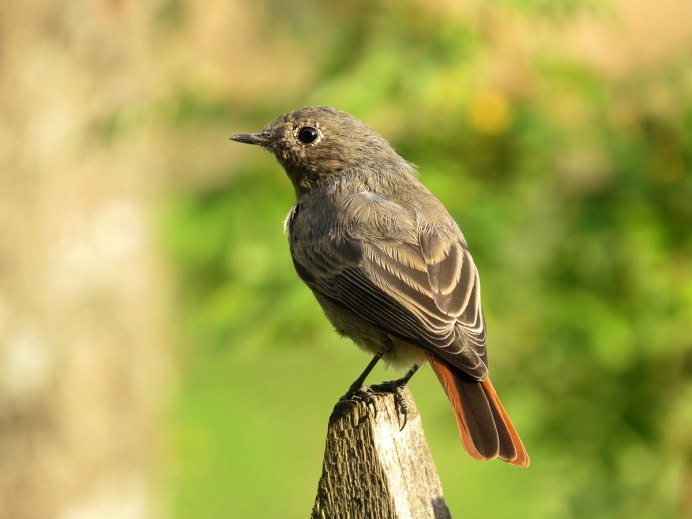 Phoenicurus ochruros