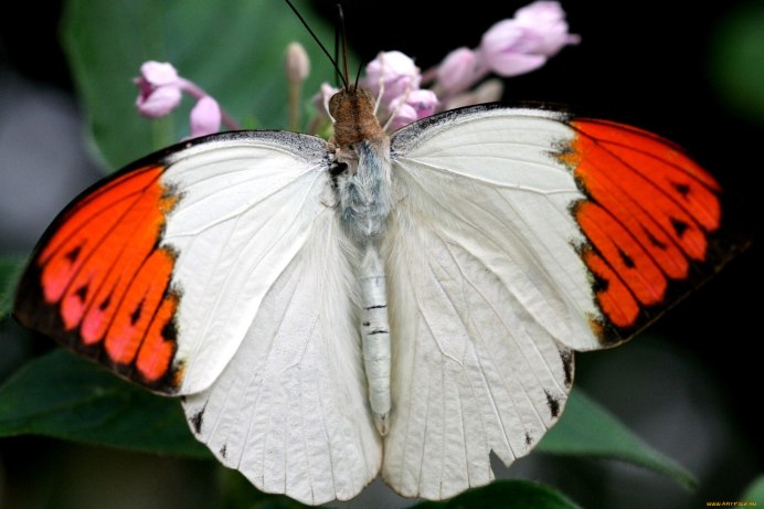 Вайт Баттерфляй (White Butterfly