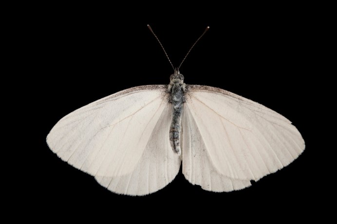 Вайт Баттерфляй (White Butterfly