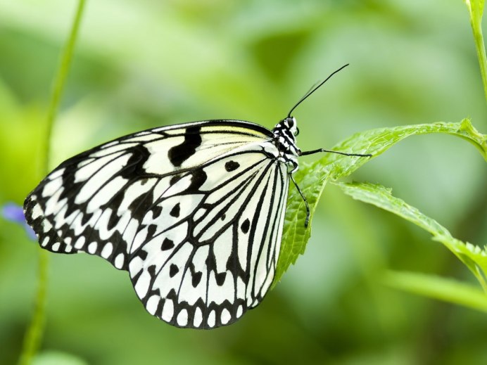 Pieris rapae бабочка