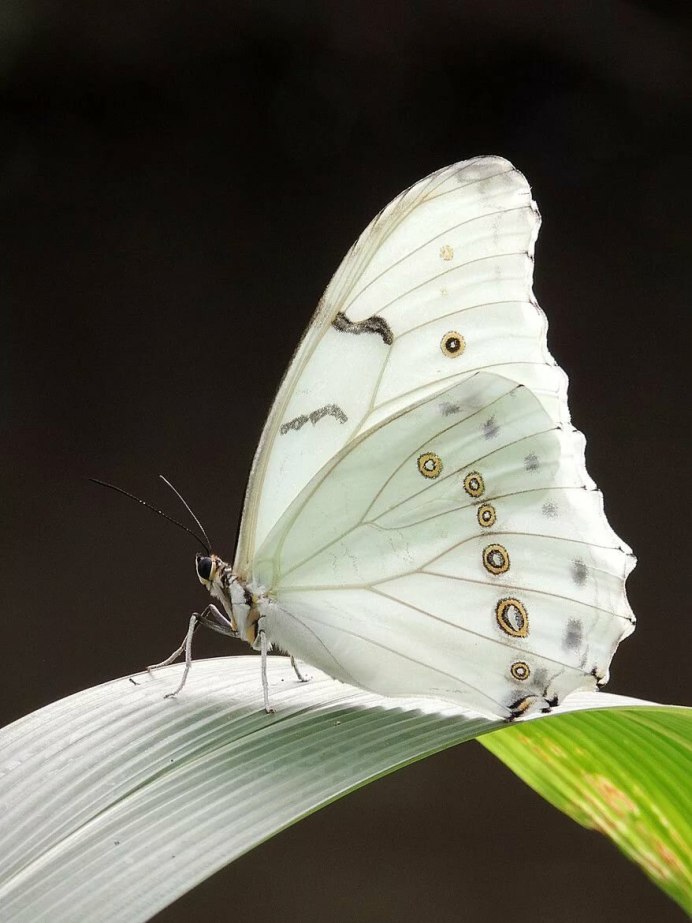 Вайт Баттерфляй (White Butterfly