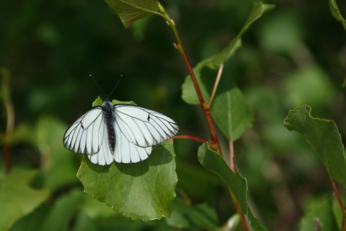 Pieris napi (Linnaeus, 1758) - Белянка брюквенная