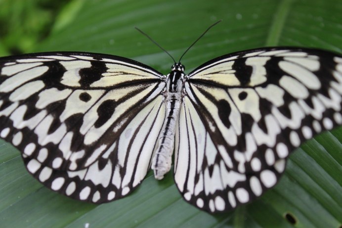 Боярышница (Aporia crataegi)