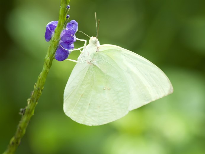 Американская белая бабочка Hyphantria cunea Drury
