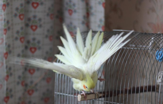 Клещ на восковице