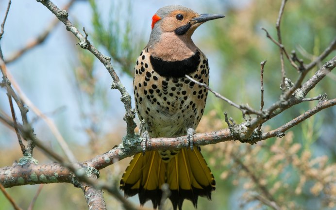 Лесные птицы