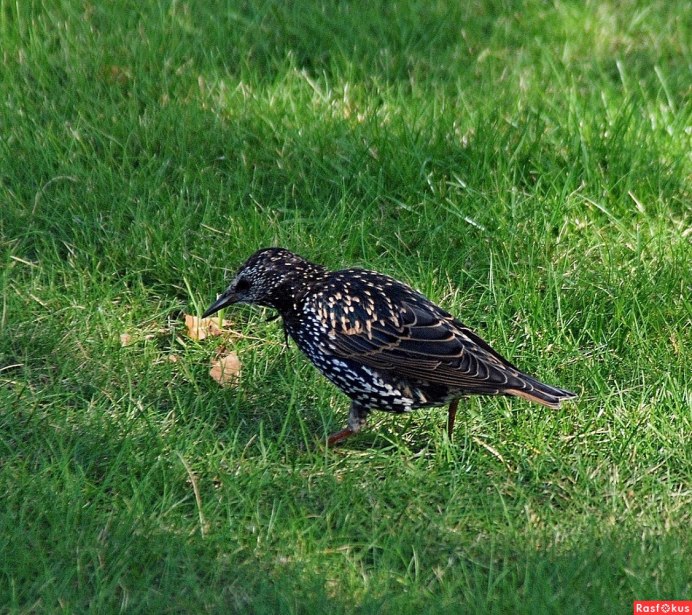 Дрозд и певчий Дрозд