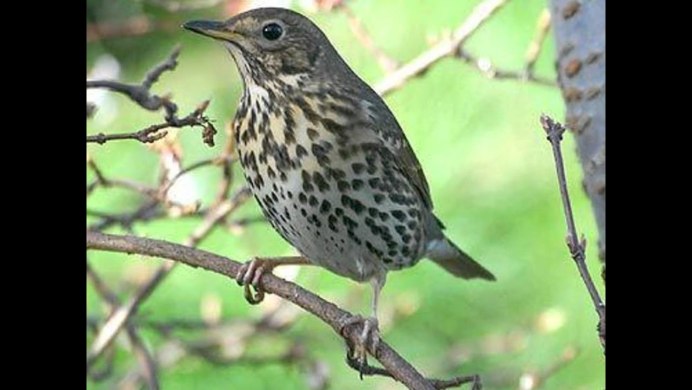 Певчий Дрозд и черный Дрозд