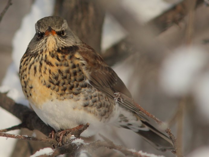 Бледногрудый Дрозд