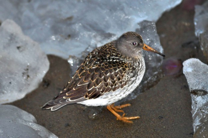 Кулик пятнистый