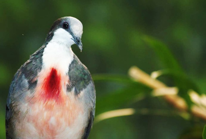 Птица с красными крыльями