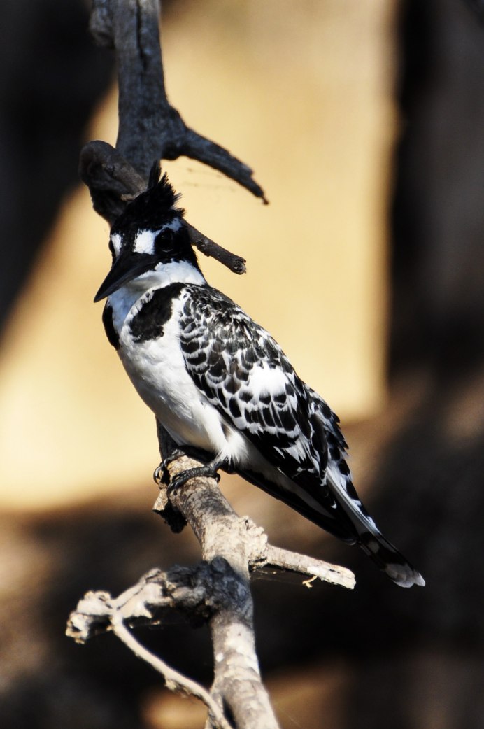 Лусонский кровавогрудый куриный