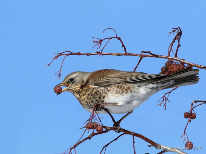 Рыжегрудый Дрозд
