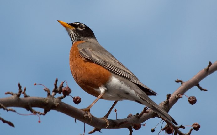 Пятнистая птица