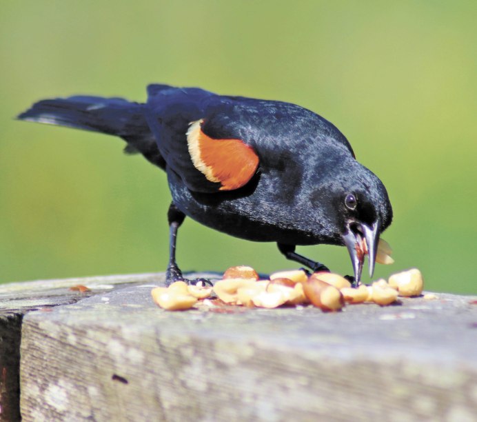 Австралийская певчая сорока