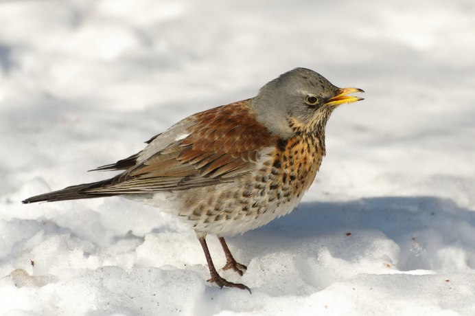 Золотистый Дрозд