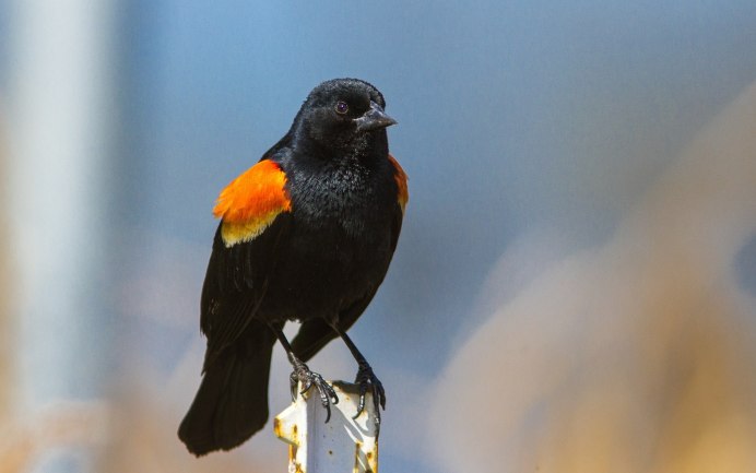 Красно черная птица