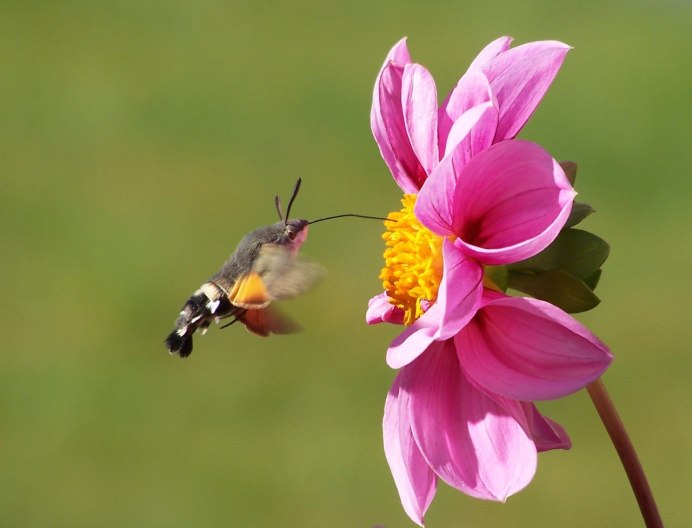 Bee-fronting South Africa