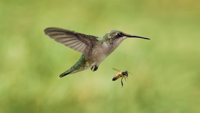 Merops pusillus