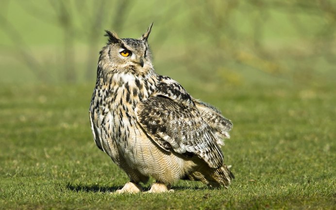 Европейский Филин (Bubo Bubo)