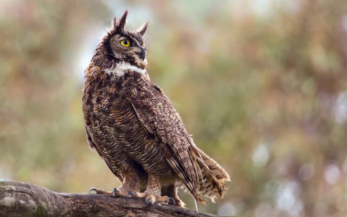Виргинский Филин (Bubo virginianus)