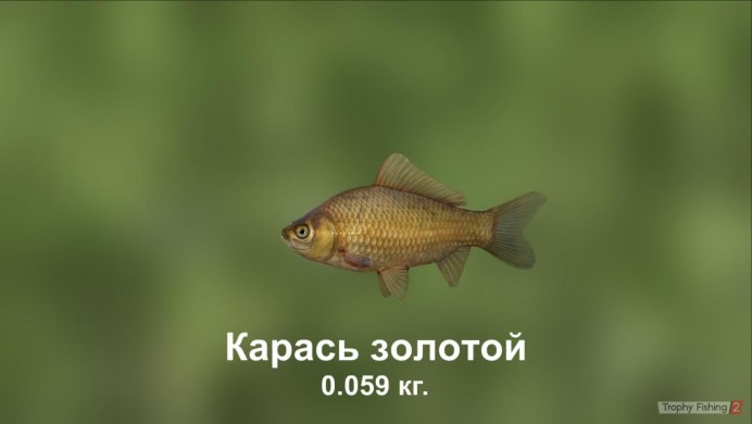 Карась в спячке
