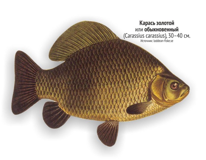 Живая рыба Карп сазан