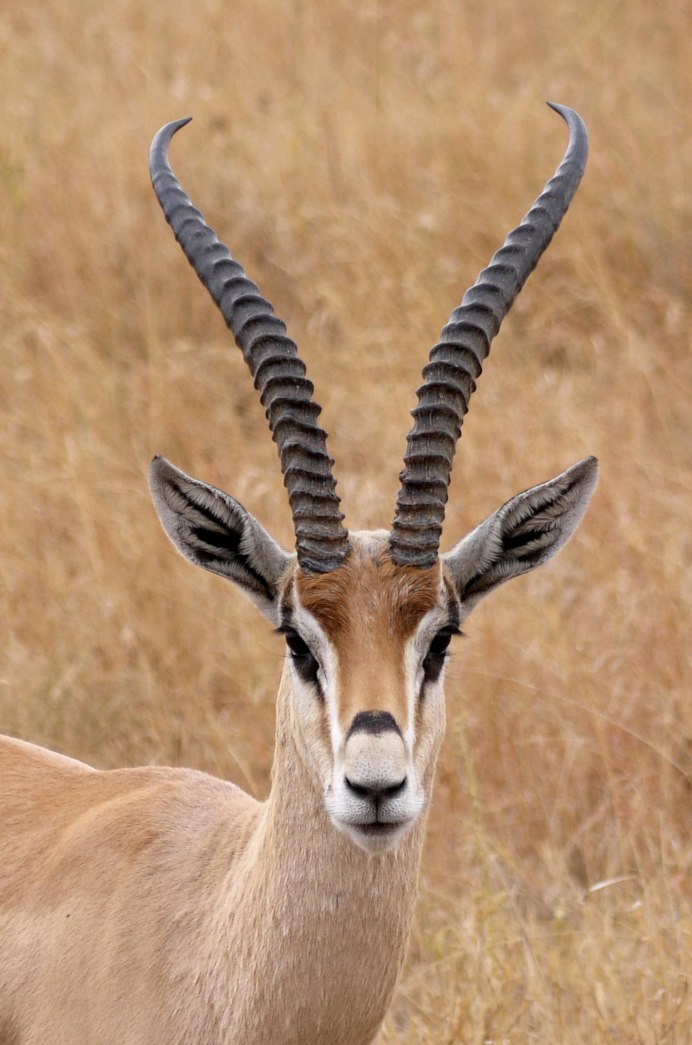 Gazelle животные