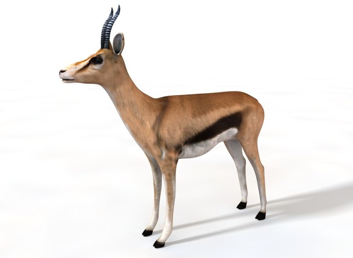 Eudorcas rufifrons