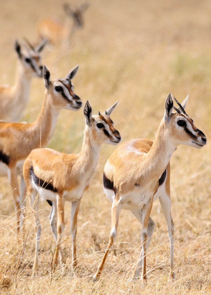 • Песчаная Газель (Gazella leptoceros)