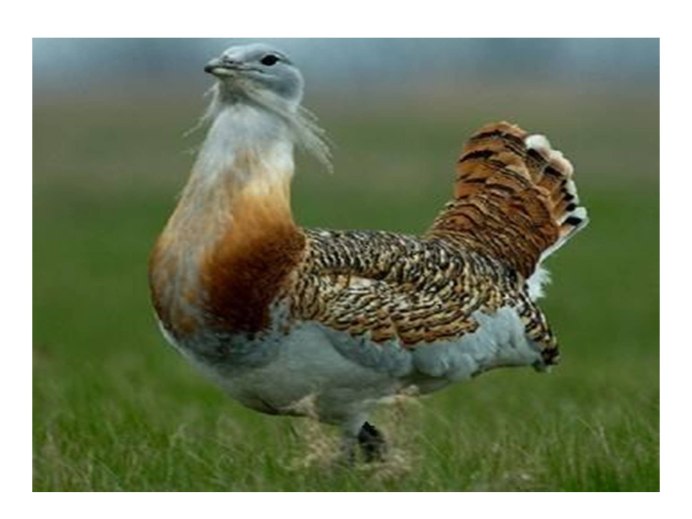 The great Bustard (Otis tarda)