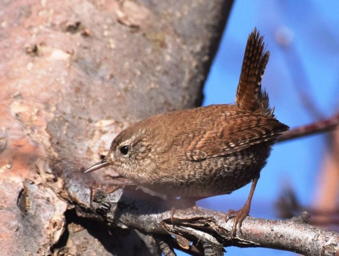 Обыкновенный крапивник