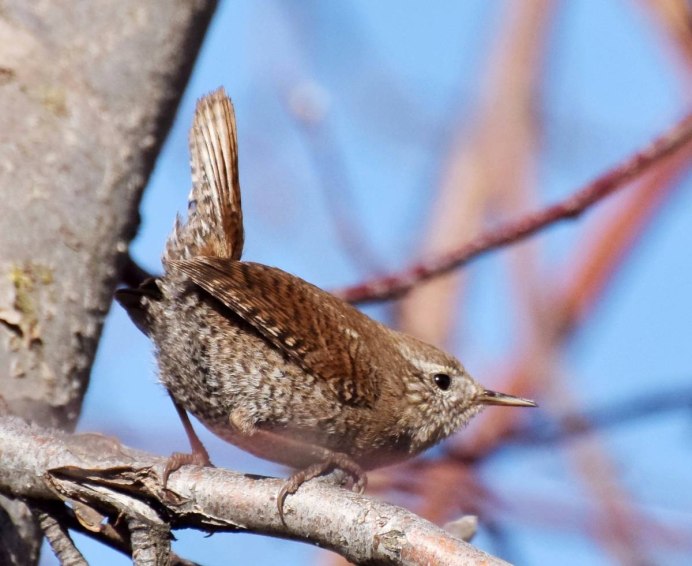 Крапивник Troglodytes Troglodytes