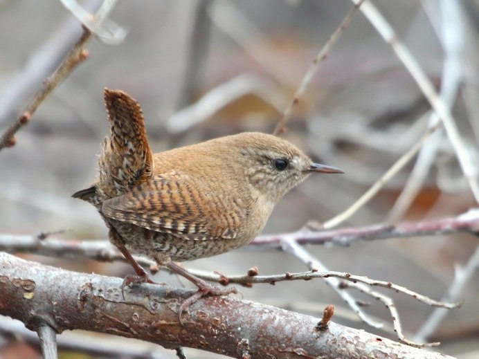 Крапивник Troglodytes Troglodytes