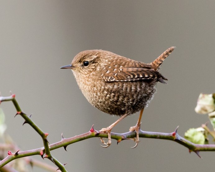 Стефенский кустарниковый крапивник