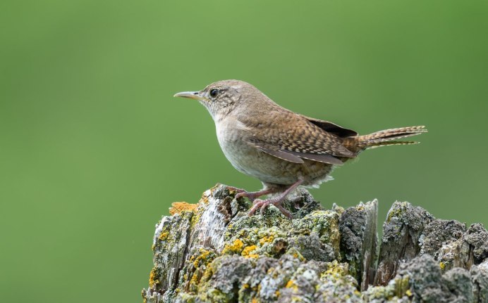 Обыкновенный крапивник