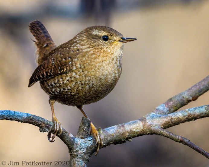Болотный крапивник
