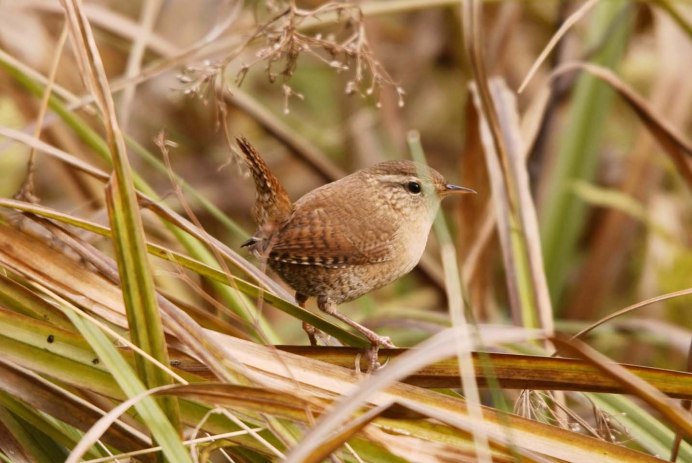 Крапивник птица