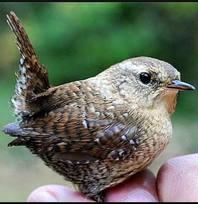 Птица крапивник биоритмы