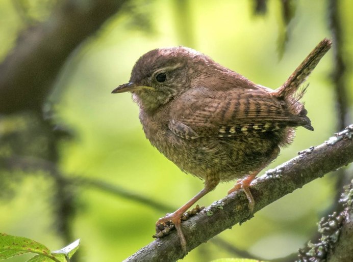 Стефенский кустарниковый крапивник