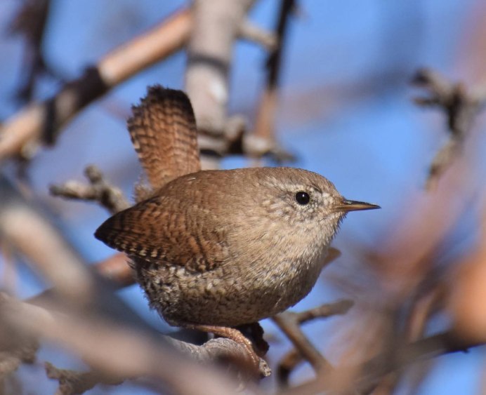 Розовый Зяблик