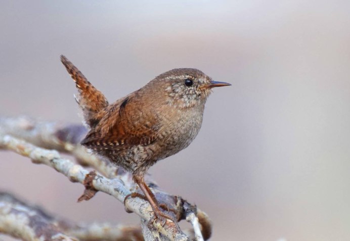Стефенский кустарниковый крапивник