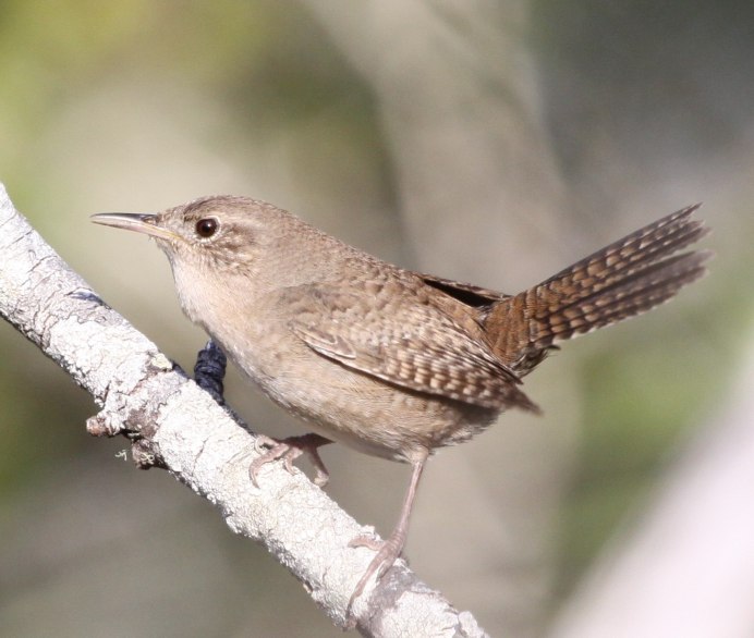 Стефенский кустарниковый крапивник