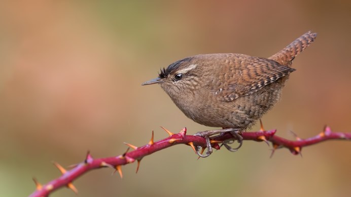 Кустарниковый крапивник птичка