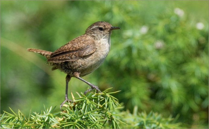 Крымский крапивник