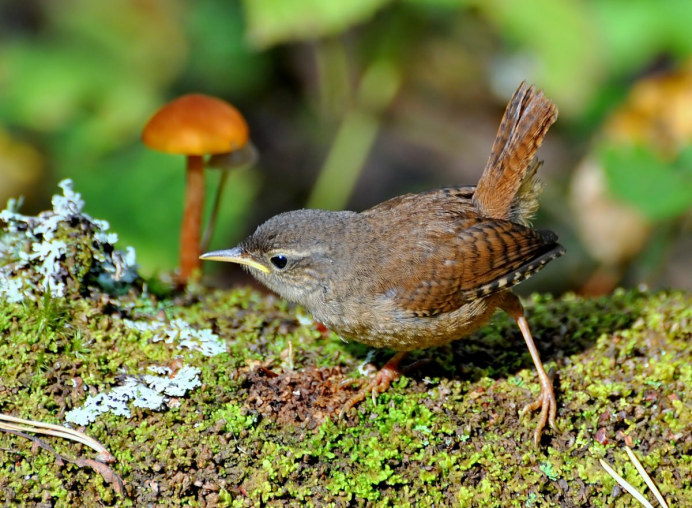 Дрозд крапивник