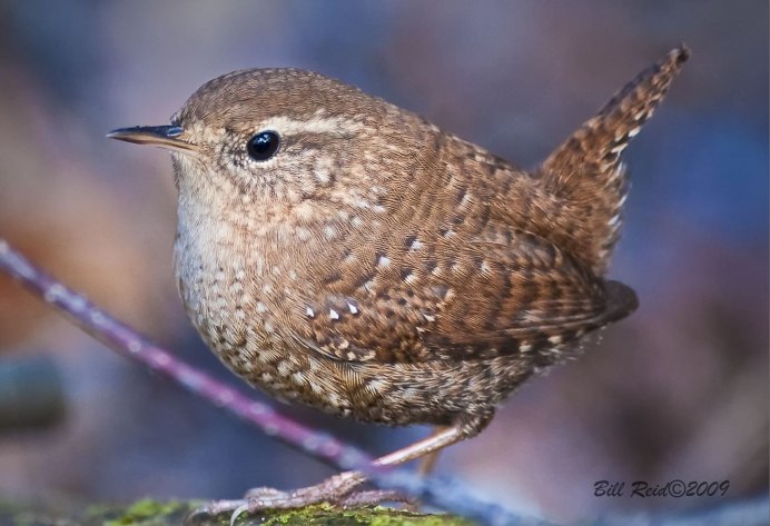 Обыкновенный крапивник