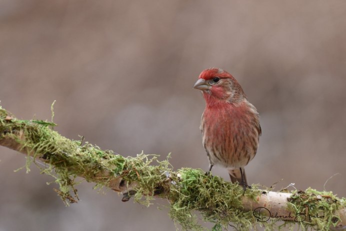 Птичка крапивник
