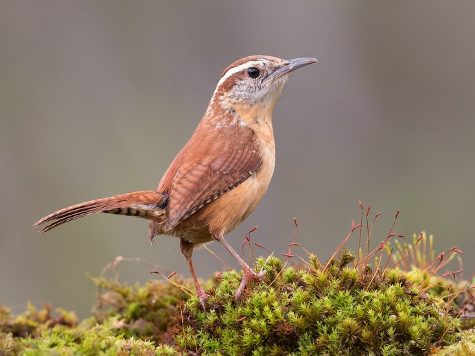 Американский крапивник